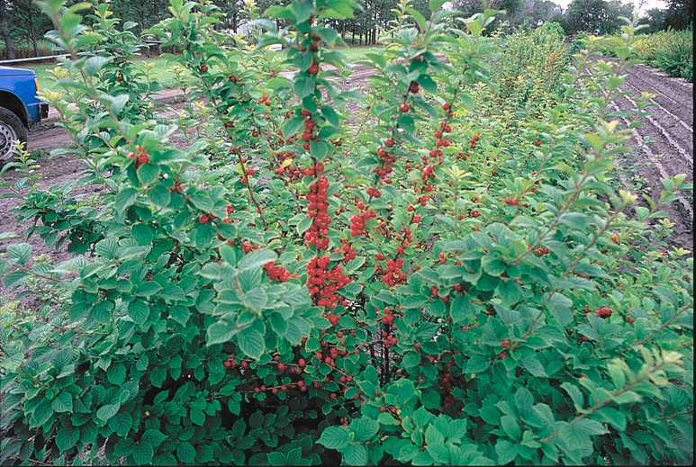 more nanking cherries