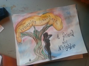 weeping hawthorn (2)